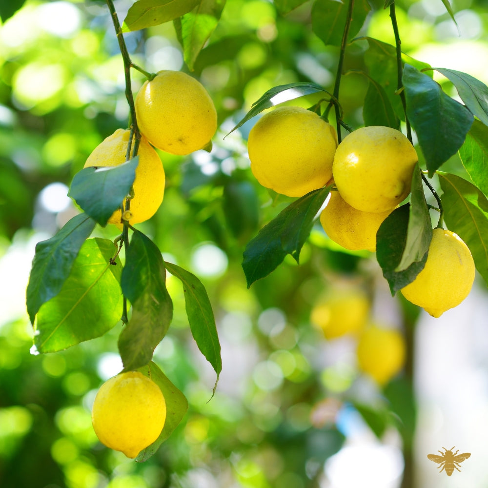 Better Off Without Him | Fragrance Oil