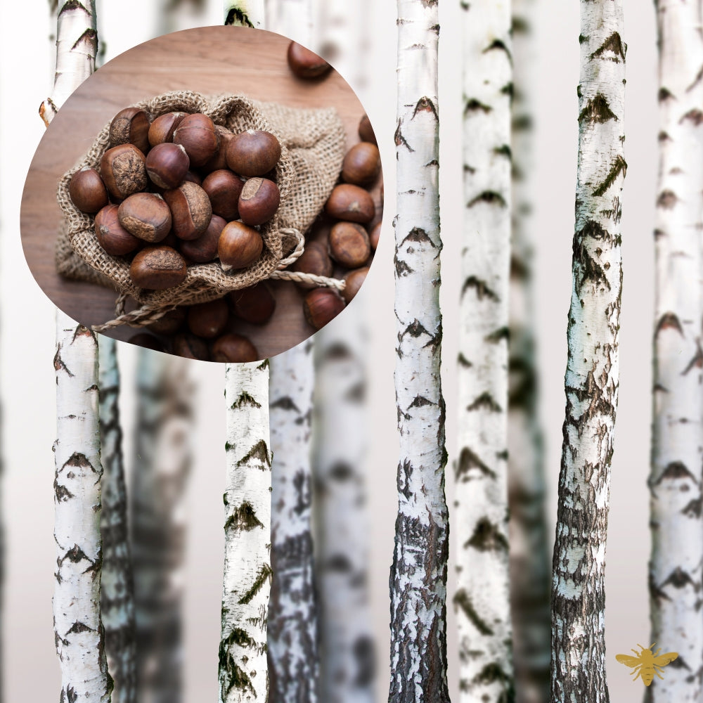 Chestnut & Birch | Fragrance Oil