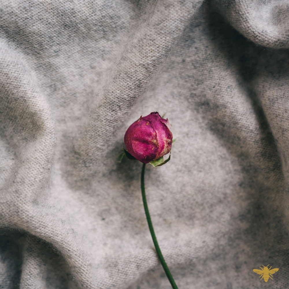 Forgotten Sweater | Cashmere & Rose Fragrance Oil