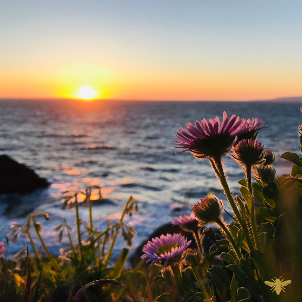 High Tide | Fragrance Oil