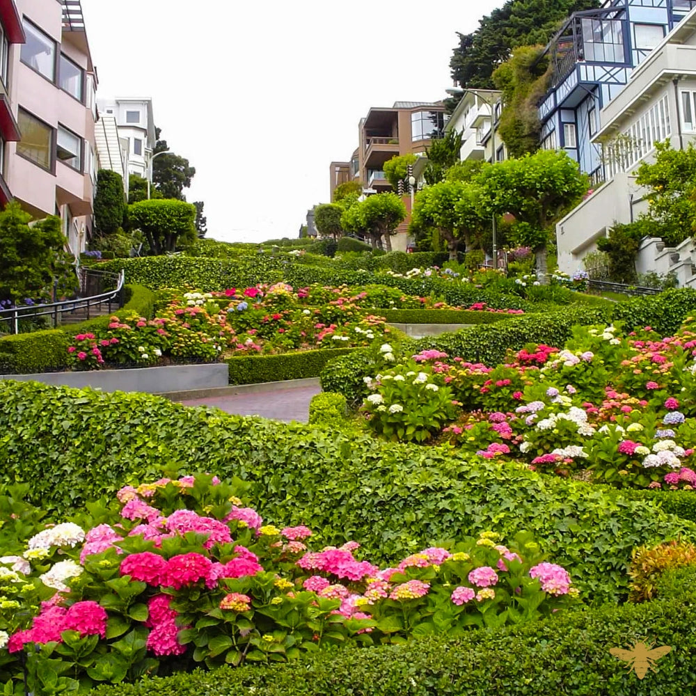 Lombard Street | Fragrance Oil