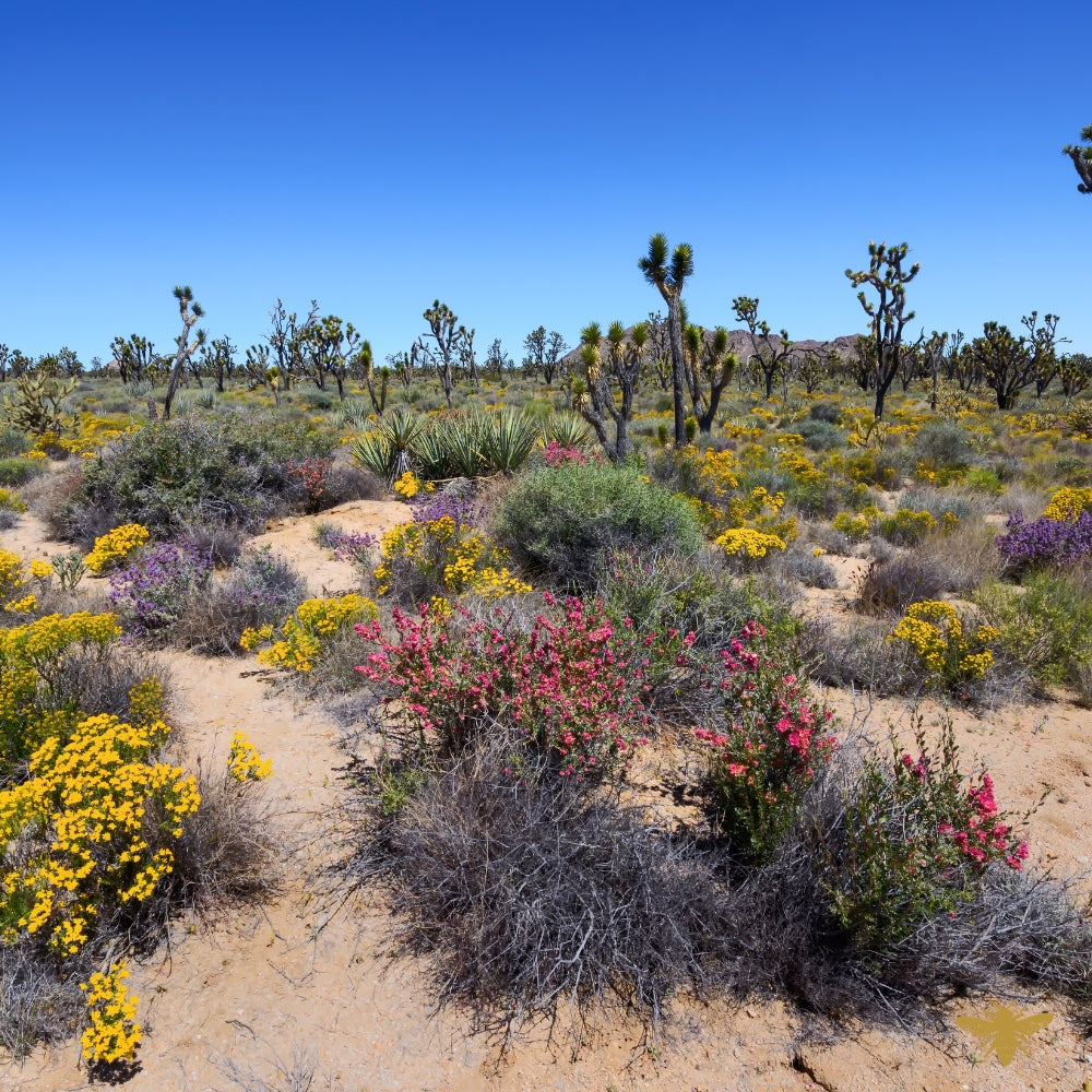 Mojave | Fragrance Oil