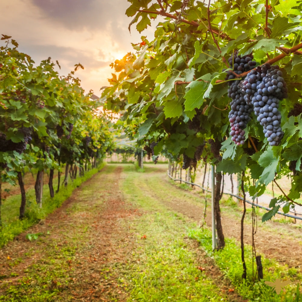 Napa Valley Sunset | Fragrance Oil