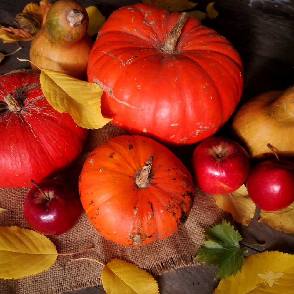 Spiced Pumpkin & Harvest Apple | Fragrance Oil (Seasonal)
