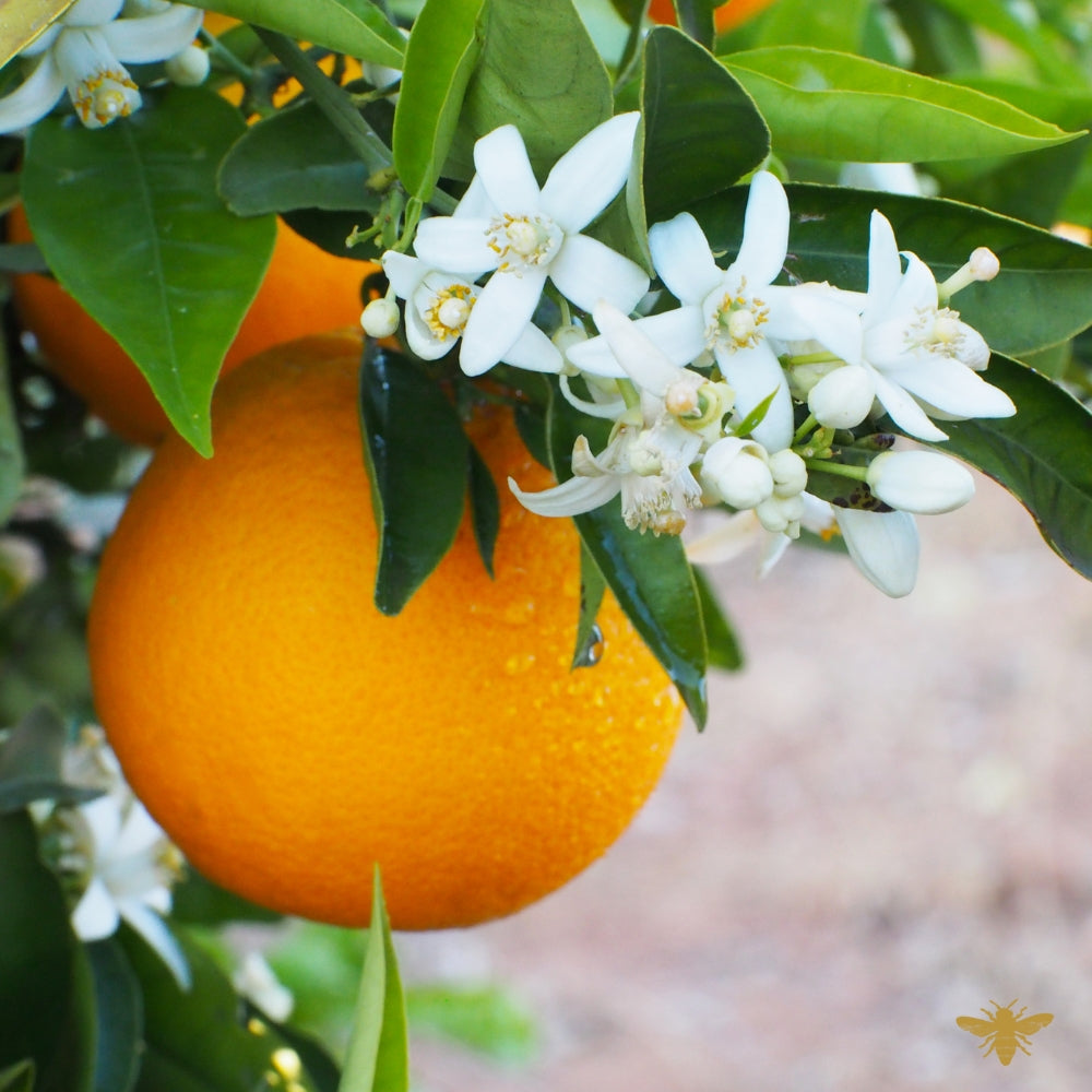 Sundress | Fragrance Oil