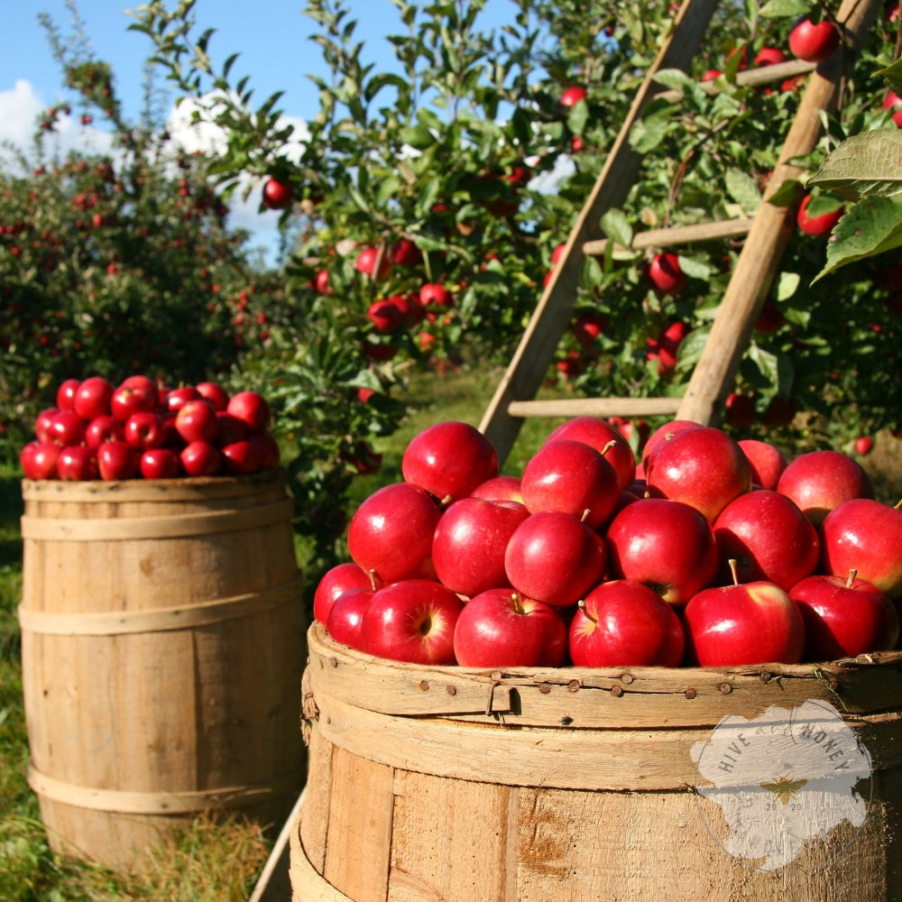 Sweet Apples & Bourbon | Fragrance Oil (Seasonal)