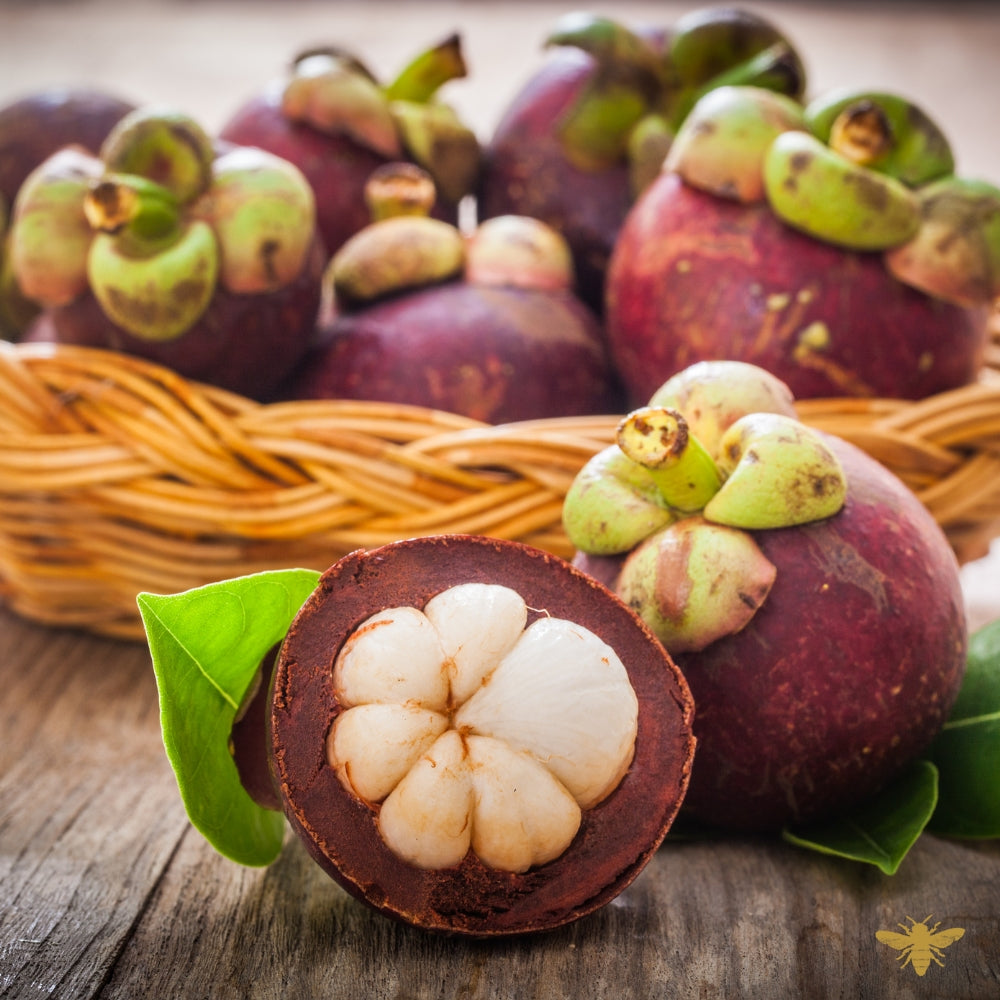 Tart Mangosteen | Grapefruit + Mangosteen Fragrance Oil