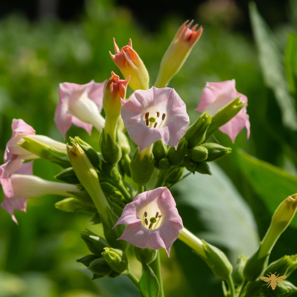 Tobacco Flower | Fragrance Oil
