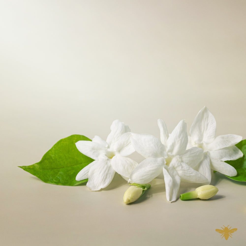 You Wish | Jasmine & Labdanum Fragrance Oil