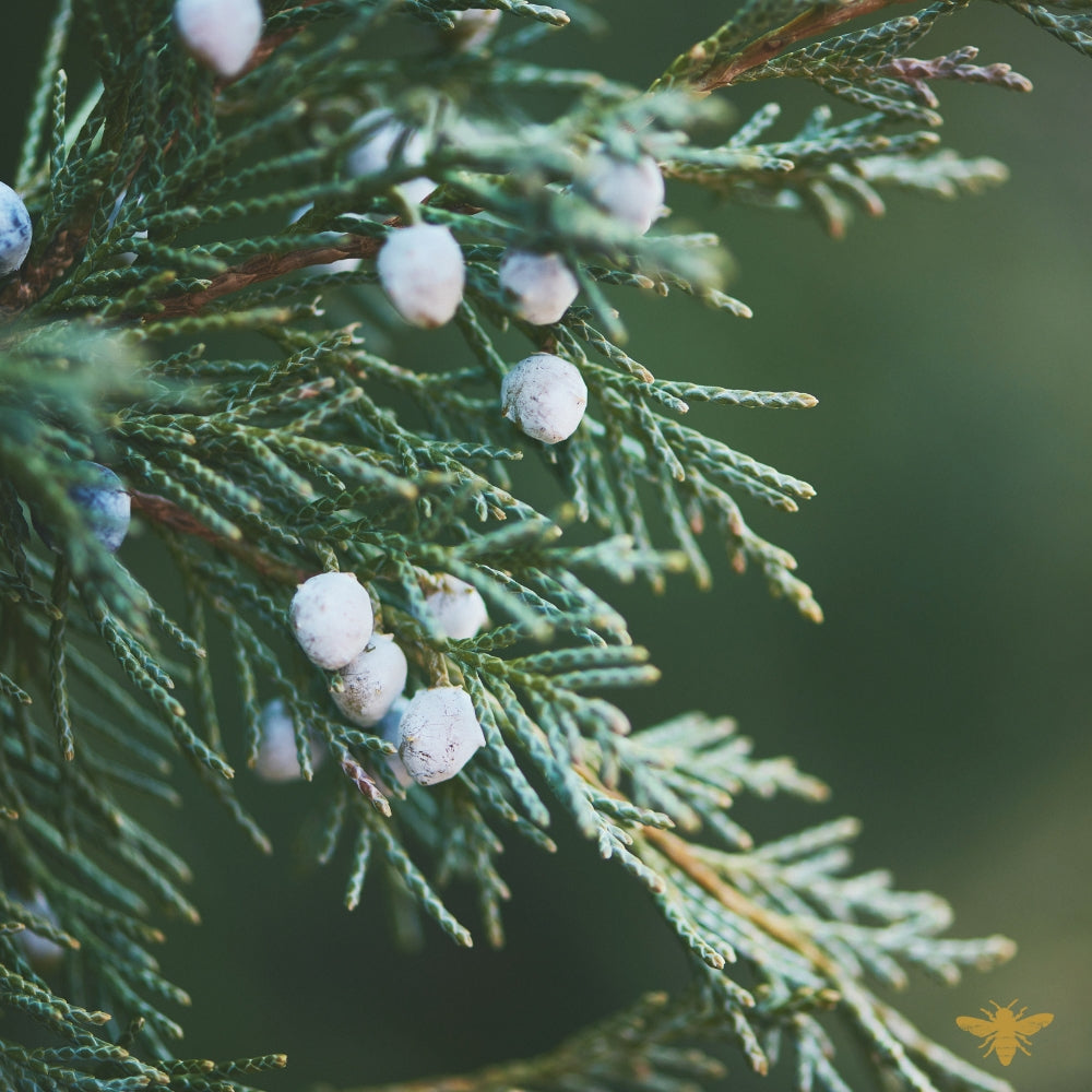 Your Name's An Adverb | Fragrance Oil