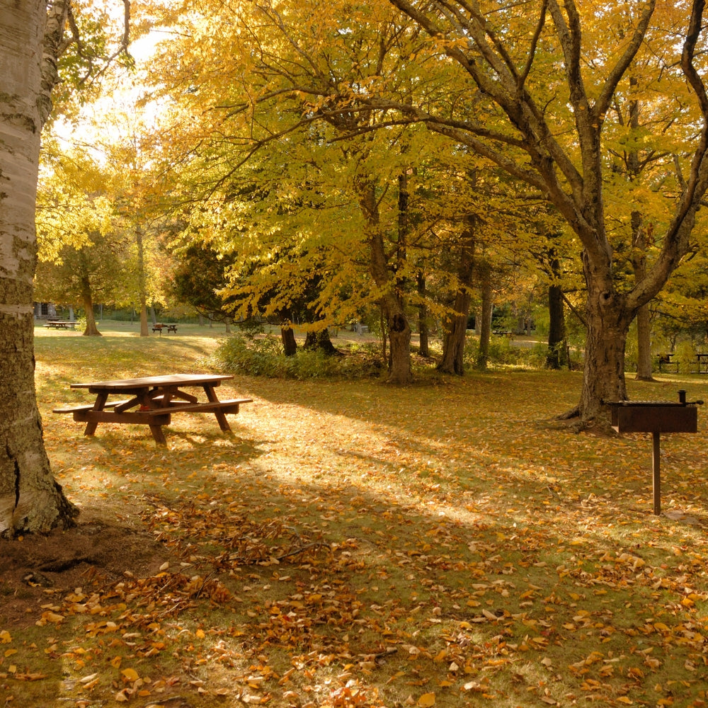 Autumn in the Park | Fragrance Oil