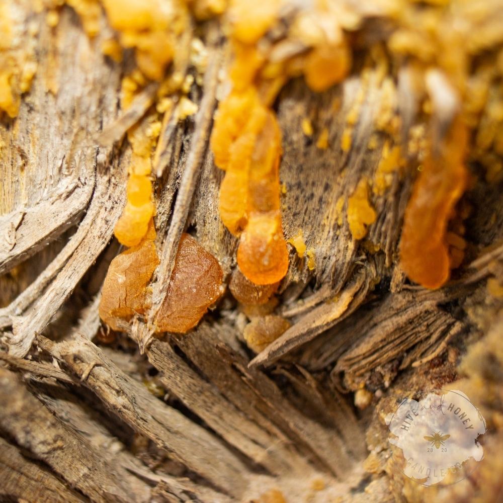 Cedarwood & Amber | Fragrance Oil