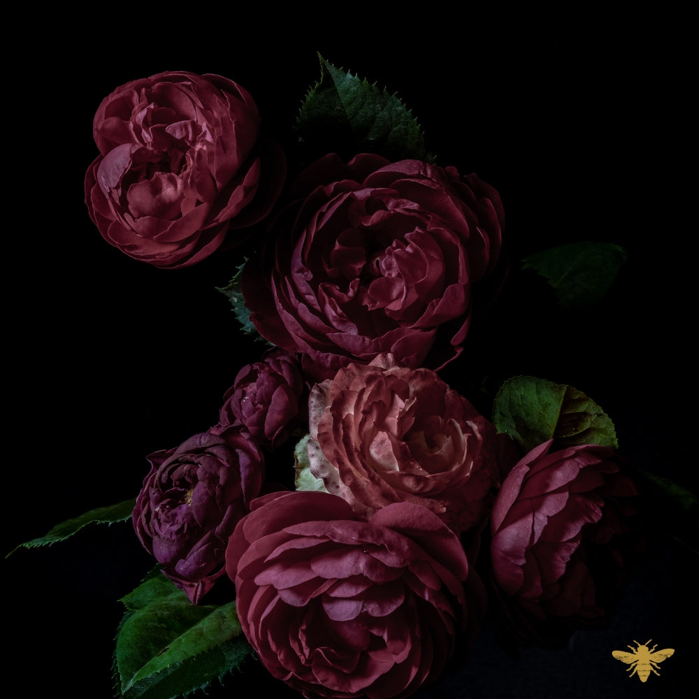Roses & Pink Peppercorn | Dark Rose & Labdanum (type) Fragrance Oil
