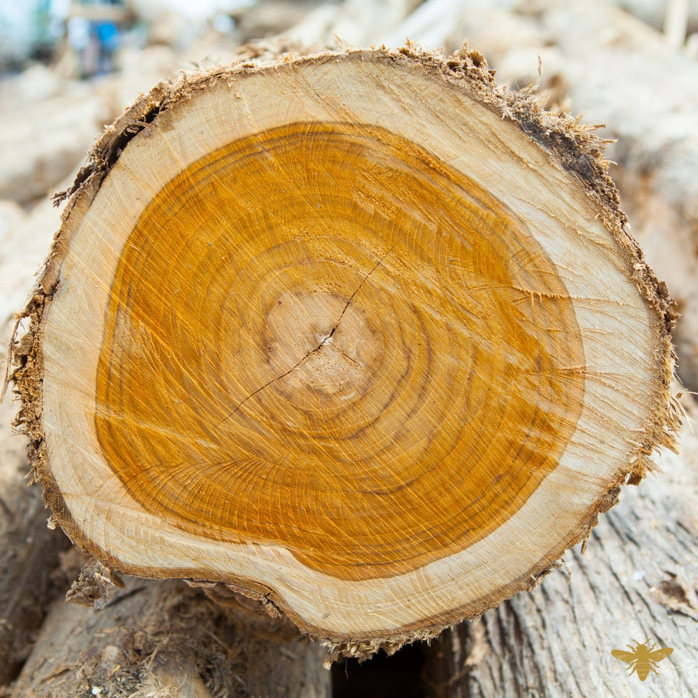 Mahogany Teakwood | Fragrance Oil