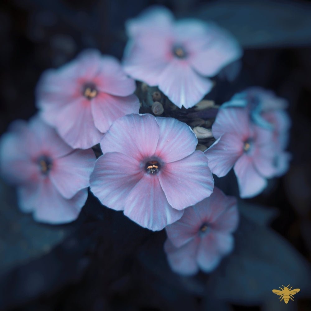 Moonlit Meadows | Fragrance Oil