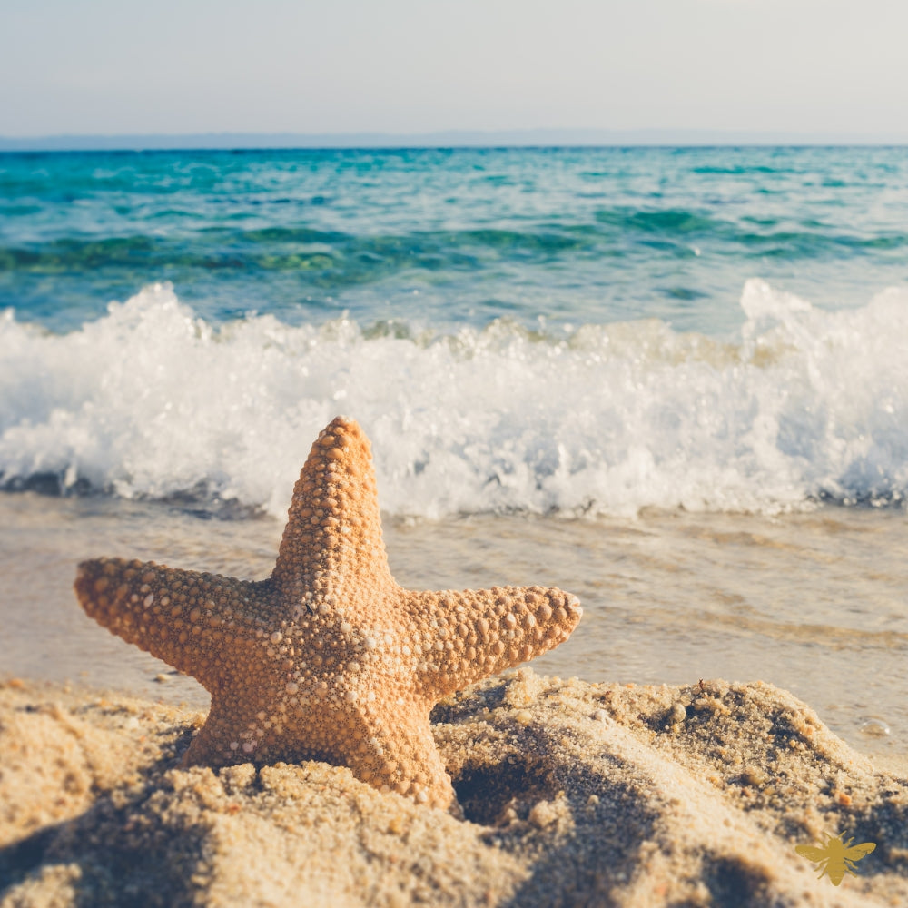 Summer Sampler Pack | 2 oz Bottles