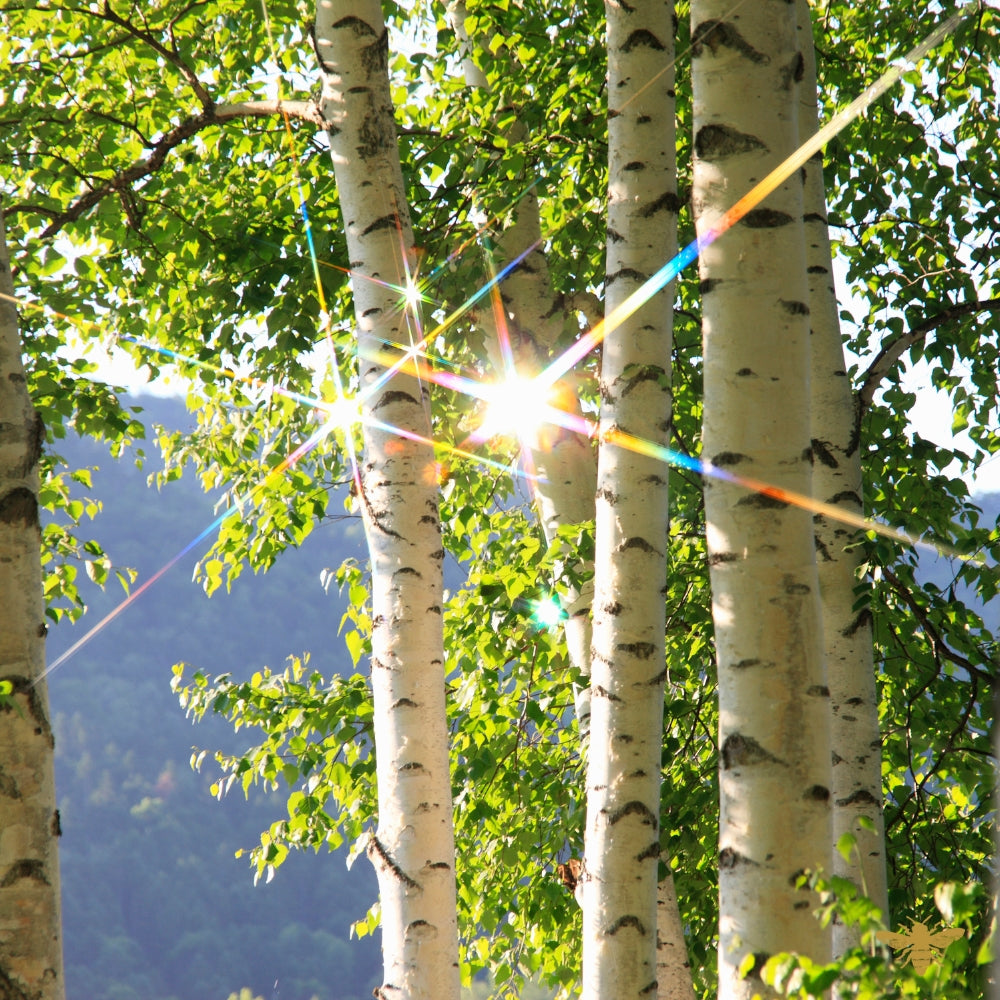 White Birch Shavings | Fragrance Oil